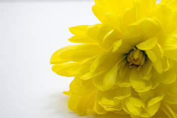 yellow flower on white background