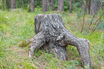 Stump with roots The roots of a tree on the surface of the earth. Dry tree stump. The roots on the grass. Landscape on the nature of the Altai Mountains.