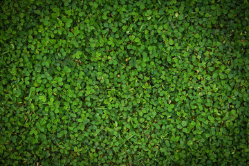Green leaves texture background Grass top view small plant green leaf pattern nature