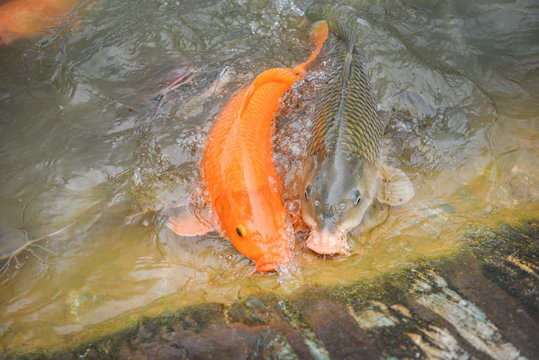 Golden carp fish orange or common carp and catfish eating from feeding food on water surface ponds - Freshwater fish farm