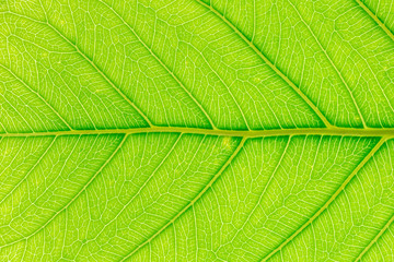 Green leaf pattern texture background with light behind for website template, spring beauty, environment and ecology design.