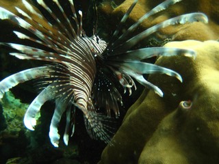 tropical fish lionfish