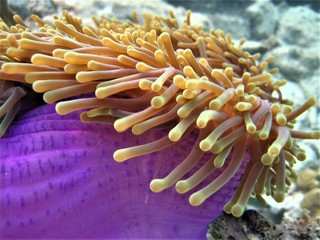 anemone 