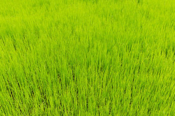 Green rice field for food and agriculture design.