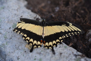 Schmetterling