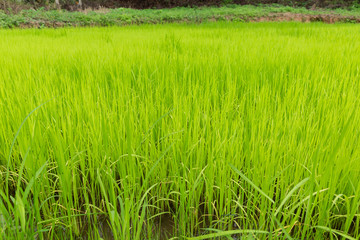 Green rice field for food and agriculture design.