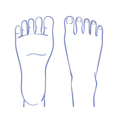 足の甲と足の裏のイラスト