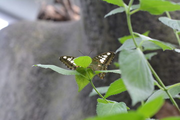 Schmetterling