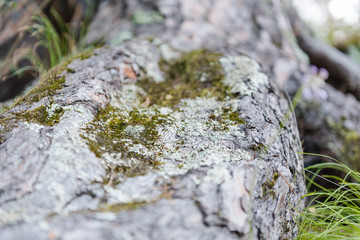 moss on the tree. on the root of the moss. close-up of moss.