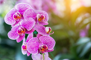 Orchid flower in orchid garden at winter or spring day for postcard beauty and agriculture design....