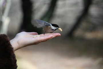 Nature