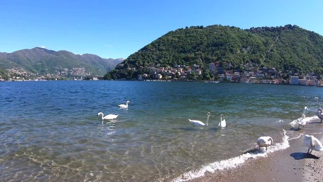 White Swans on the lake floating with ducks. Birds float on water in a lake in summer, Italy
