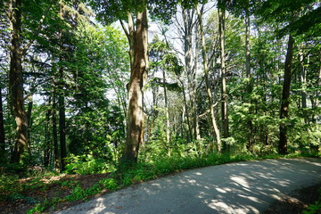 Beautiful Vancouver Stanley park	