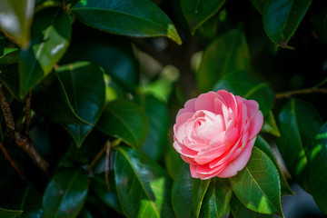 Close up Pink Camellia flower (Tsubaki) in Japan garden, Tokyo