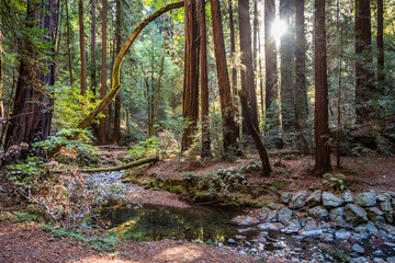 A small creek winds through tall redwood trees with the sun bursting between them in Muir Woods on a hiking trail