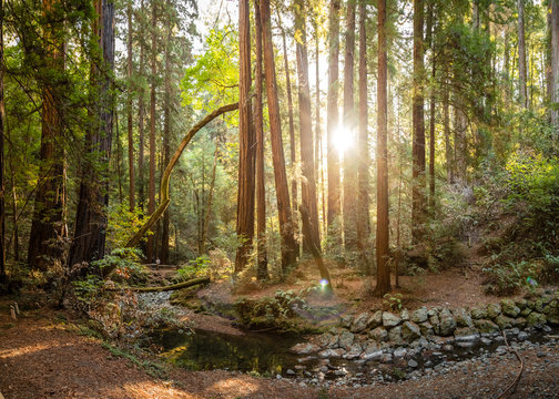 Bright sun shines between tall trees and a small creek on a hiking trail in Muir Woods