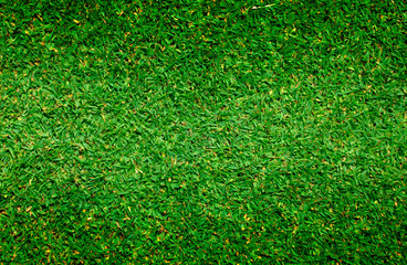 Fototapeta premium grass