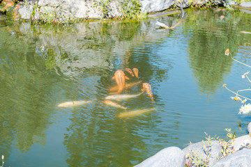 large fish in the lake. colored trout in the water. the fish in the cart eats. feed the fish. red and yellow trout. fishing on the lake.