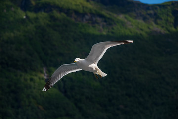 Seagull in sky. Aurlandsfjord, Norway. July 2019