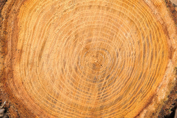 Fototapeta premium Cross section of tree trunk Close up
