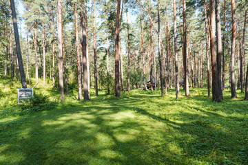 green clearing in the forest. meadow in the sun. the sun shines in the forest. juicy grass. summer season. travel through the forest.