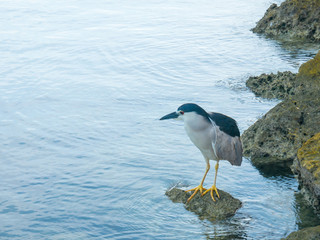 Black-crowned Night-Heron sitting on a rock, Miami, Florida