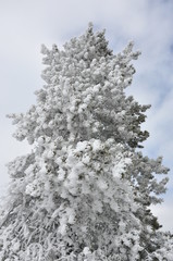 Steam Frosted Tree Yellowstone