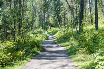Obraz premium ścieżka w lesie. spacer po jasnym lesie. paproć w lesie. słońce prześwieca przez drzewa. drzewa i paprocie. Aktywny styl życia. puste drogie.