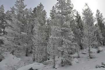 Frosted Trees Yellowstone