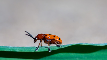Escarabajo sobre una hoja