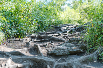 the roots are crawling. roots grow across the trail. roots in the forest. tree roots close-up. original path through the forest.