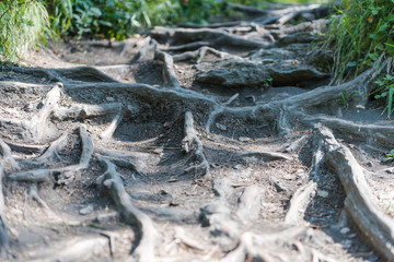 the roots are crawling. roots grow across the trail. roots in the forest. tree roots close-up. original path through the forest.