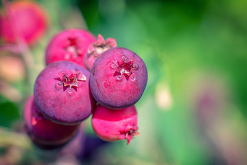 Closeup of Juneberries