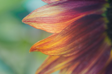 Fototapeta na wymiar Red Sun Sunflower Petals