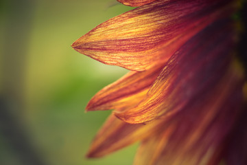 Fototapeta na wymiar Close View of Red Sunflower Petals