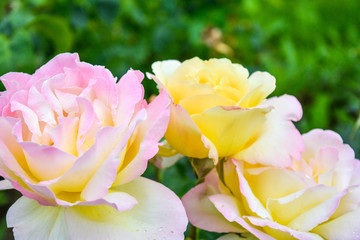 Red and pink rose flower. Close-up photo, garden flower, shallow depth of field