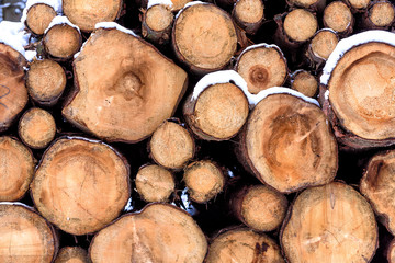 Holzstämme im Wald nach dem Fällen