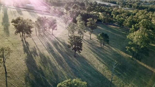 Long shadows and lens flare over gum trees on a farm in the bush.