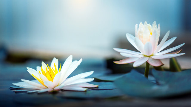 beautiful Blooming Lotus or  waterlily Flower in pond