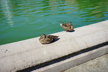 Duck in University of Washington at Seattle	