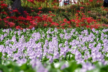 淡い紫の布袋さん Pale purple pretty Water hyacinth in Nara Japan