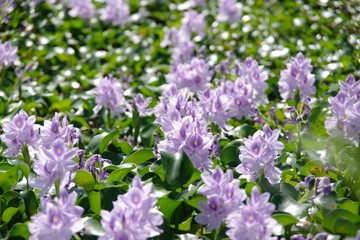 Obraz premium 淡い紫の布袋さん Pale purple pretty Water hyacinth in Nara Japan
