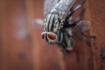 Macro pictures of flies are breeding.