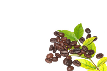 coffee beans and green leaves