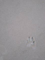 footprints in the sand