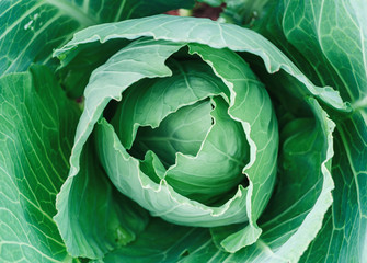 head of cabbage in the garden, top view
