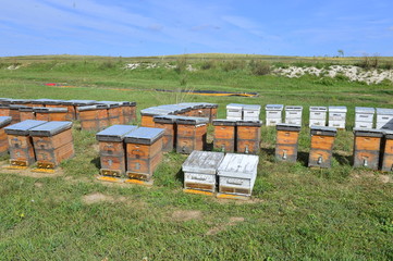 The bee hives in outdoor