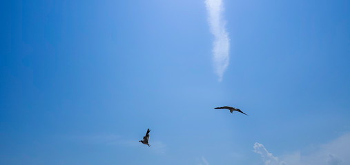 Single seagull flying on a blue sky background. Image