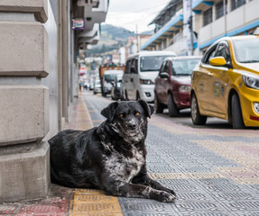 A beautiful stray dog with amber color eyes sitting down on a corner of a building in Ecuador.