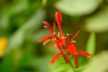 Bug & the Red Flower